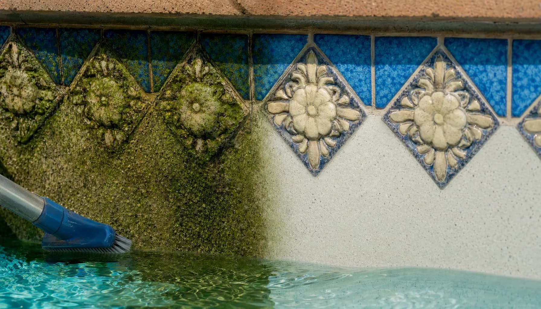 Pool Algae Removal