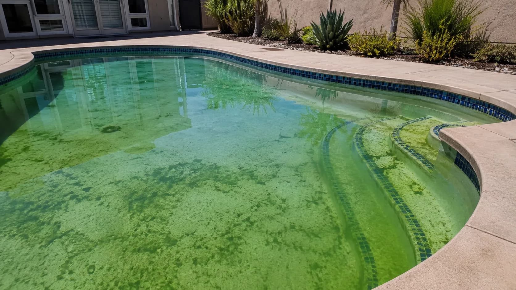 Kidney-shaped San Diego pool clouded green, with algae streaking the walls and floor