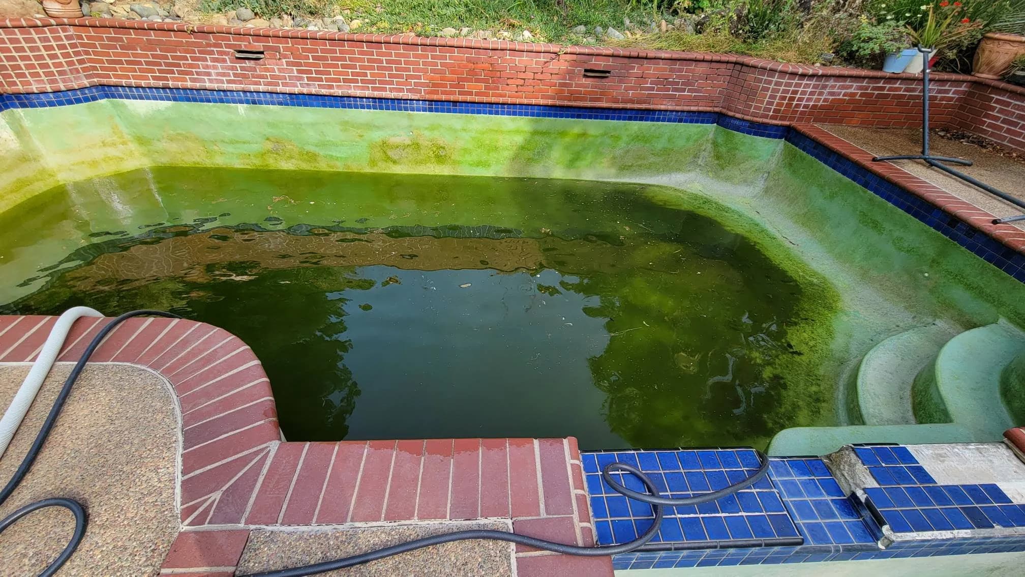 Partially drained backyard pool with murky green algae water, red brick coping, blue tile, and hoses on deck