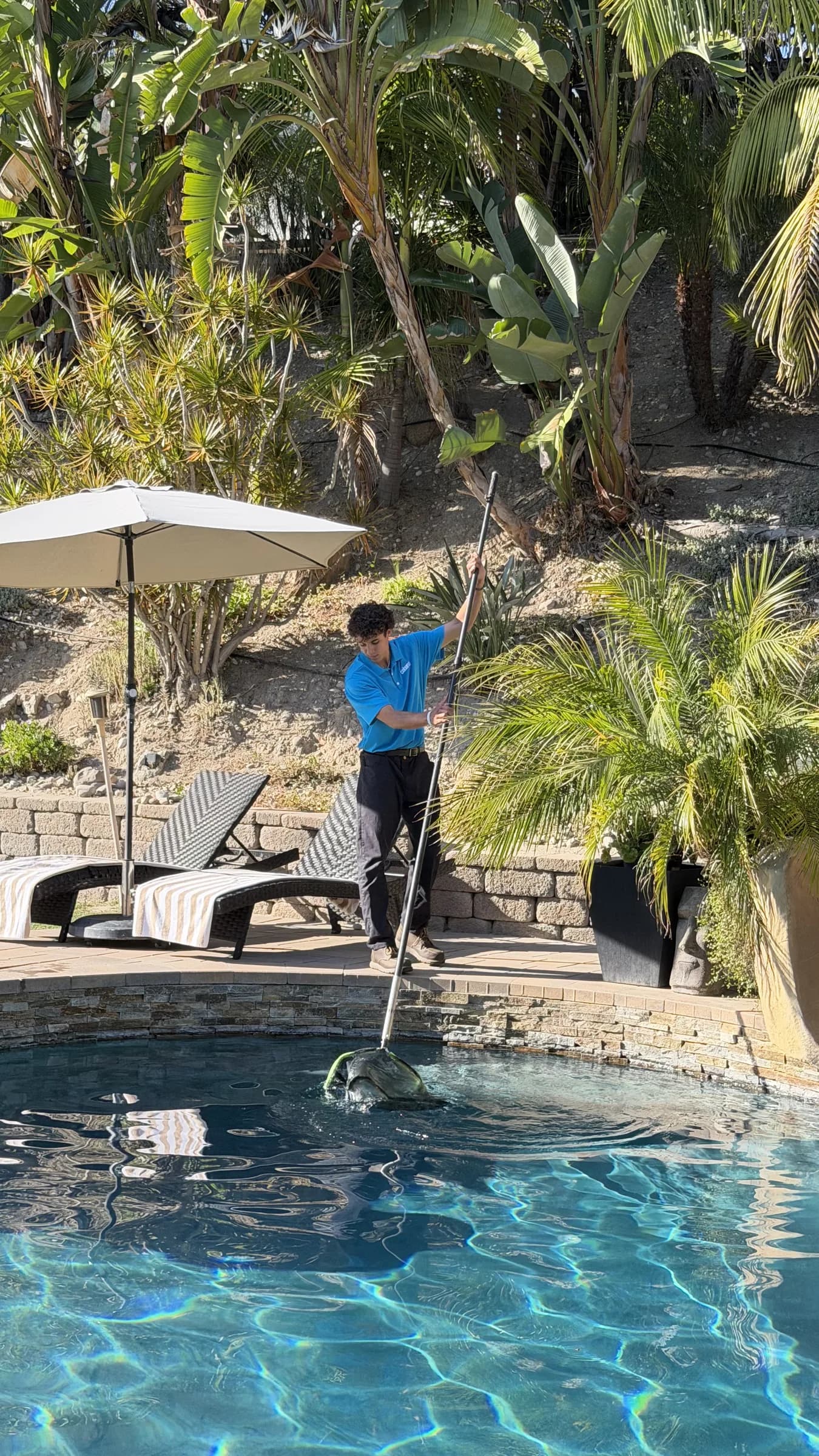 Technician in blue shirt uses a long telescopic pole with leaf net to skim a backyard pool beside lounge chairs and palms