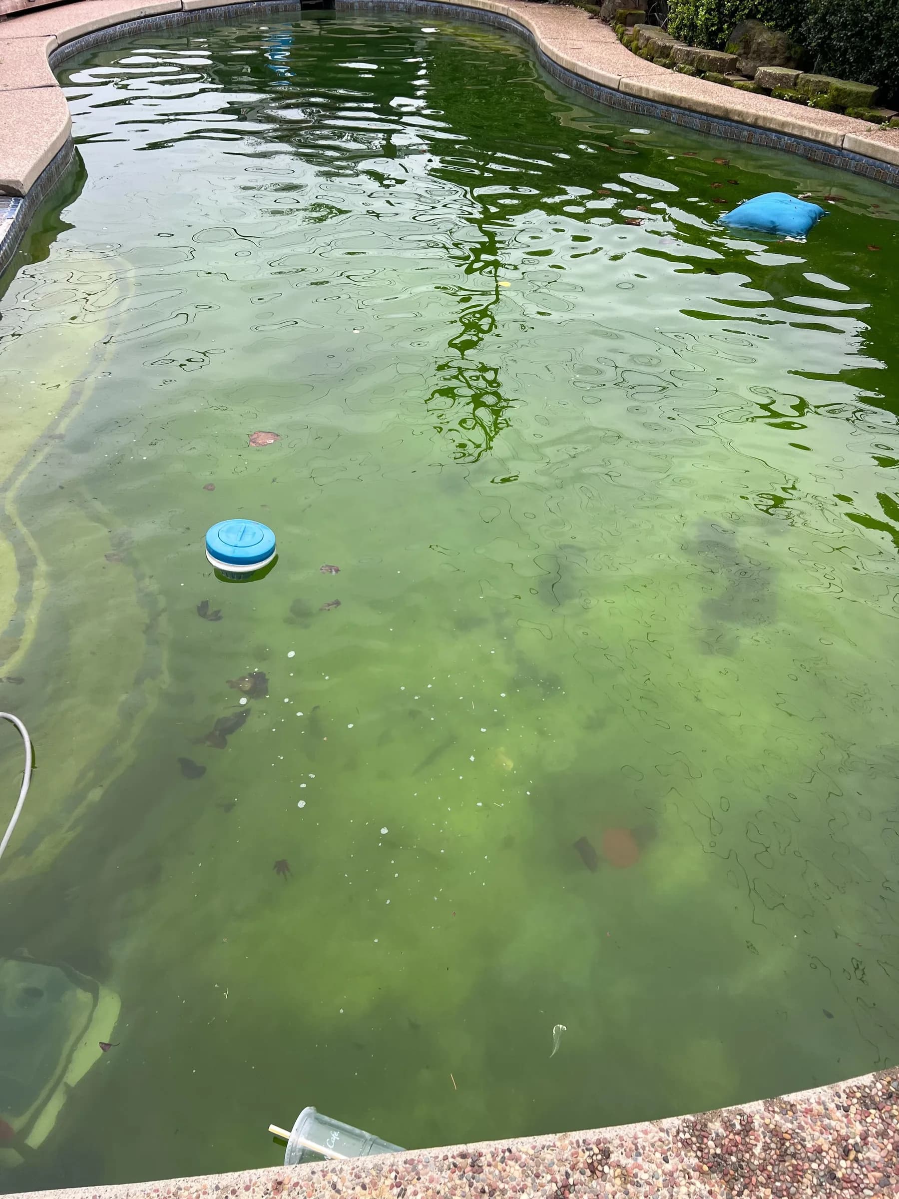 Green cloudy pool water with floating chlorine dispenser, leaves on bottom, blue cushion, and plastic cup near edge