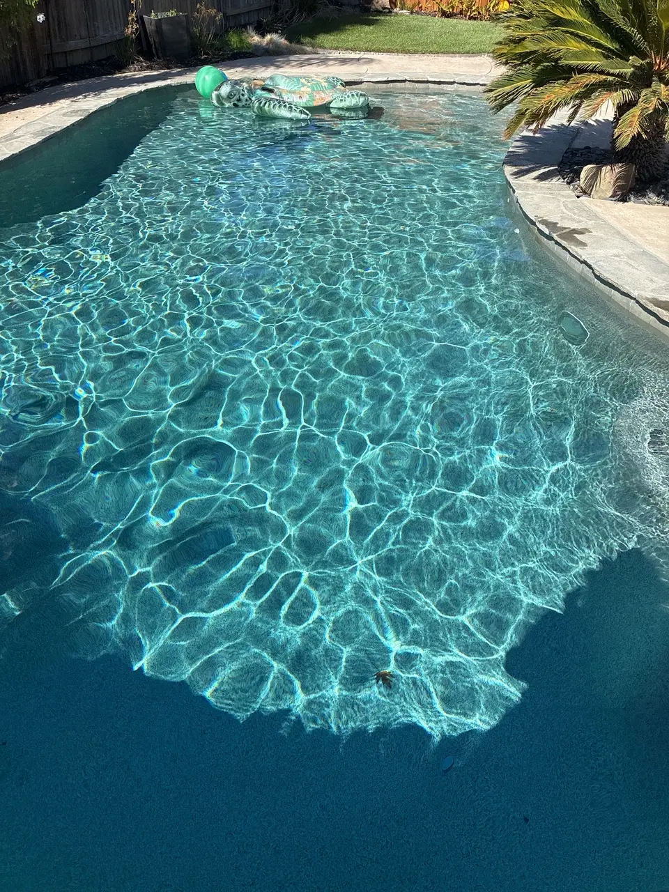 Sparkling turquoise water fills a freeform pool with stone coping, a turtle float, and palm landscaping, after pool service in Antelope, CA