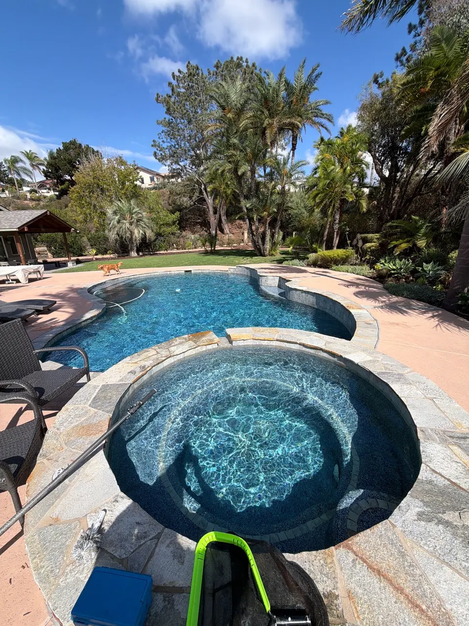 Sparkling blue water fills a freeform pool and circular spa with stone coping and surrounding palms, after pool service in Cardiff, CA