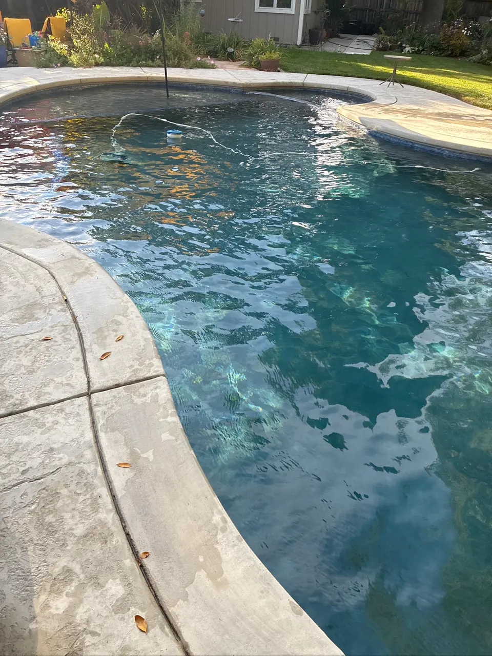 Clear blue water fills a freeform pool bordered by light concrete coping and garden landscaping, after pool service in Carmichael, CA