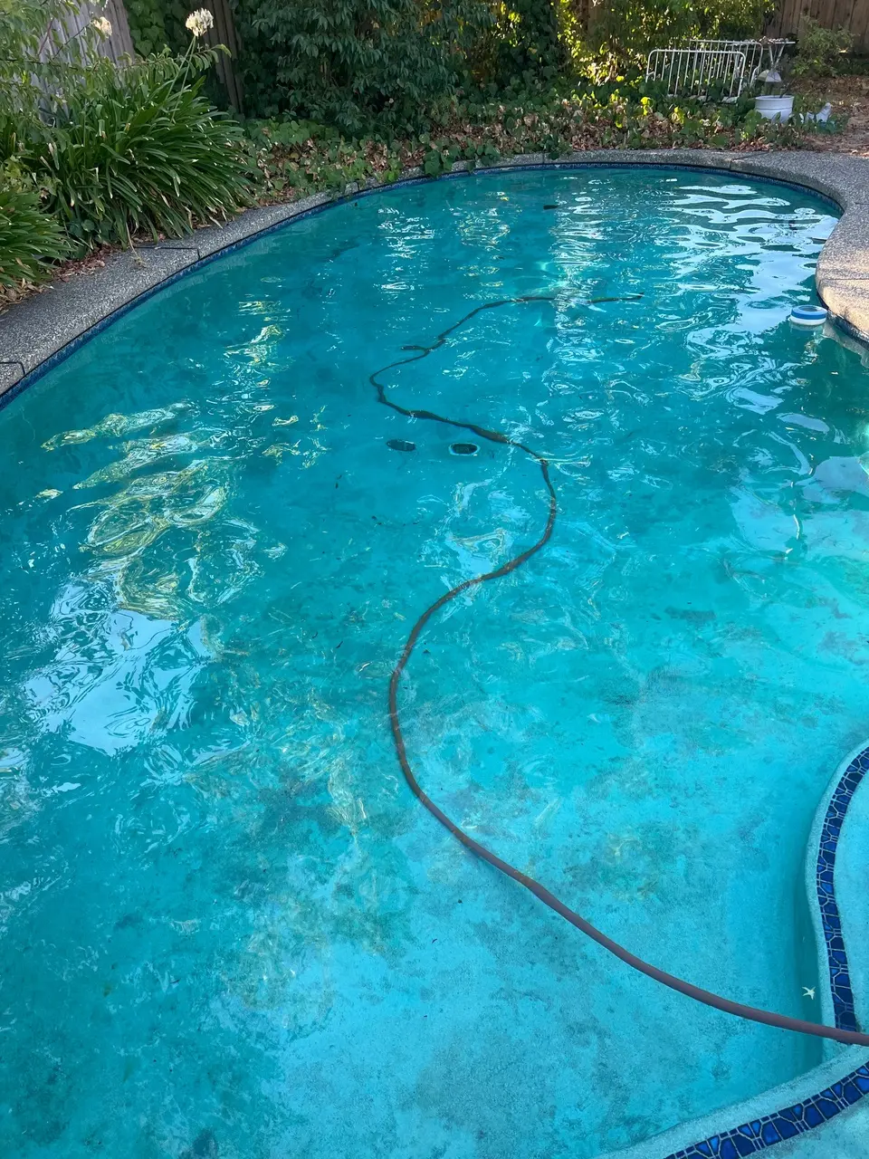 Freeform pool with clear turquoise water, mottled flooring, blue border tile, surrounding greenery, and a submerged cleaning hose, after pool service in Citrus Heights, CA