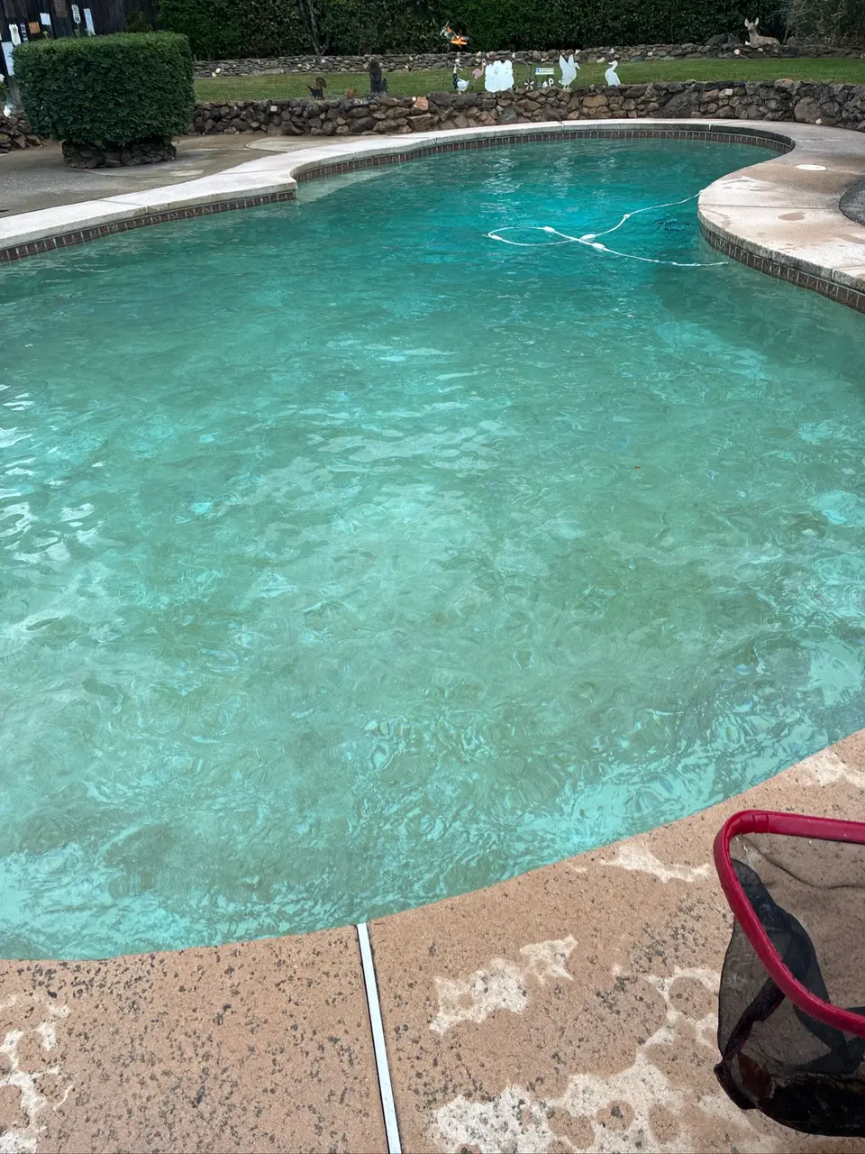 Clear turquoise water fills a freeform pool bordered by tile, concrete decking, stone walls, and landscaping, after pool service in Citrus Heights, CA