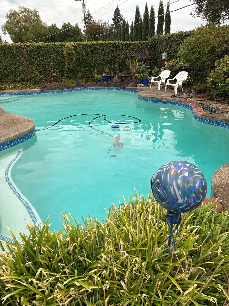 Clear turquoise water fills a freeform pool with blue tile, curved steps, and lush surrounding landscaping, after pool service in Citrus Heights, CA