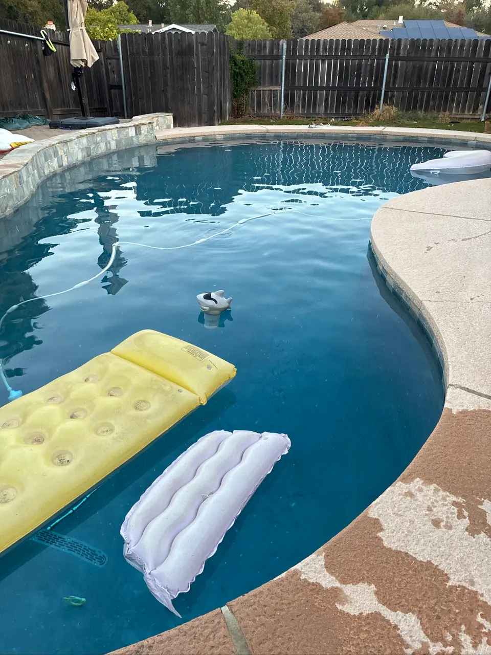 Clear blue water fills a curved pool with a raised stone wall, floating loungers, and a cleaner hose, after pool service in Citrus Heights, CA