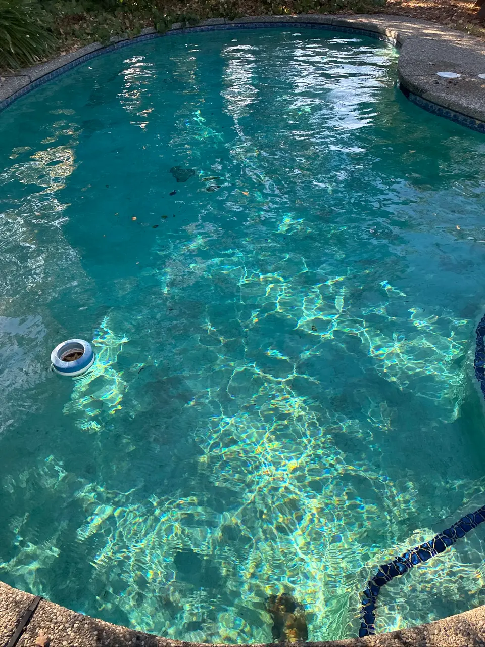 Clear turquoise water fills a freeform pool with blue tile, curved steps, and scattered leaves, after pool service in Citrus Heights, CA