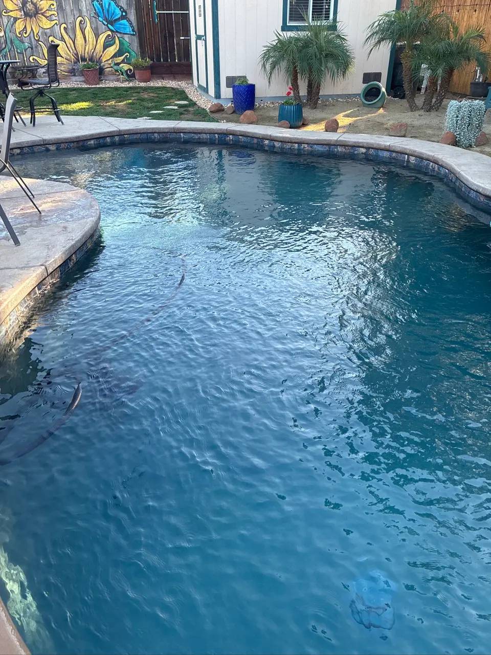 Clear blue water fills a curved pool with decorative tile, stone coping, and surrounding palms, after pool service in Citrus Heights, CA