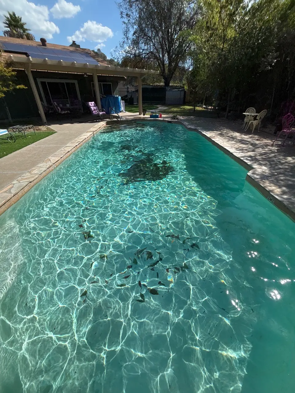 Sparkling turquoise water reveals decorative underwater mosaics, bordered by stone coping, a paved deck, and mature trees, after pool service in Escondido, CA