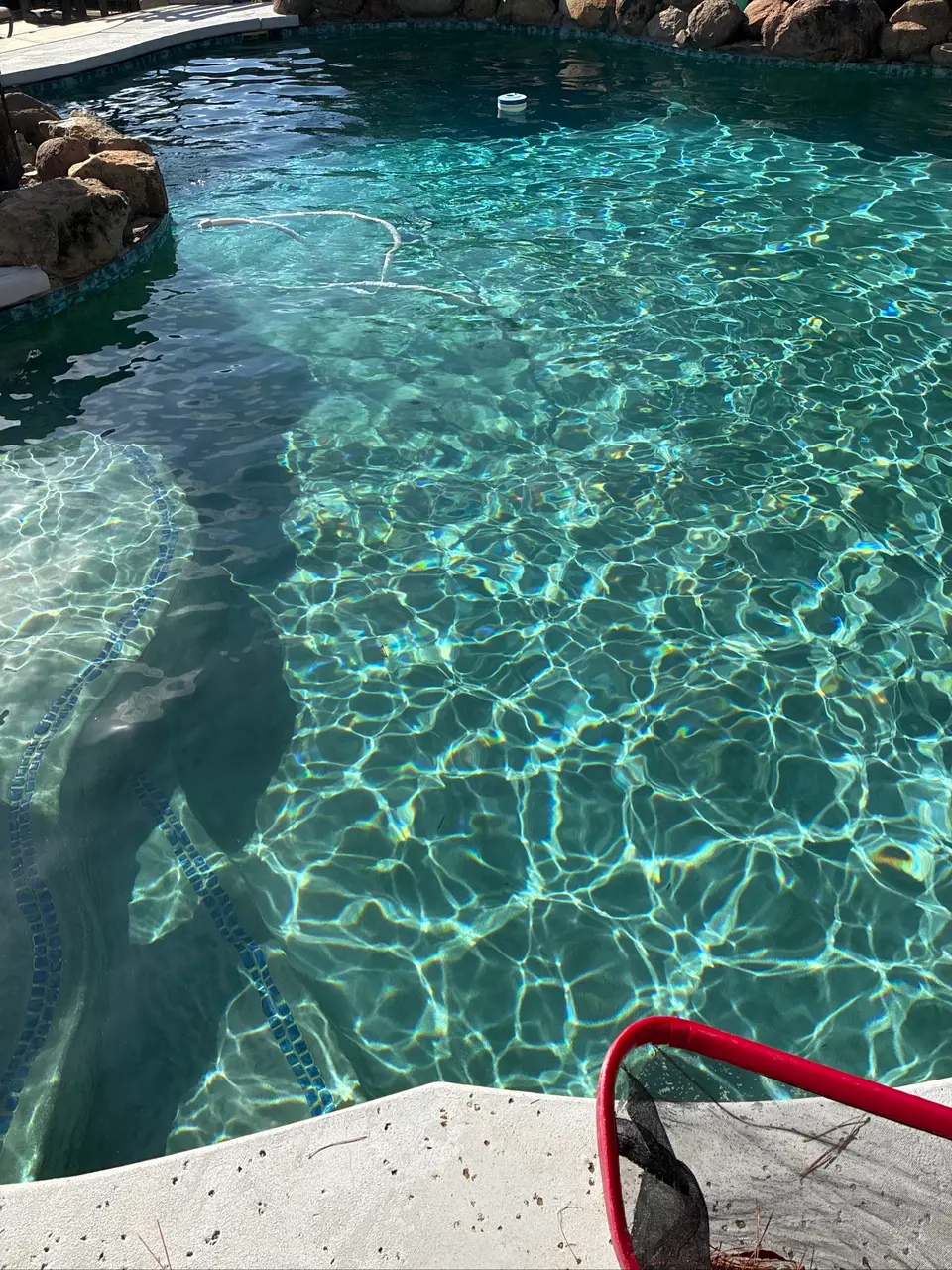 Sparkling turquoise pool water reveals curved entry steps and blue tile trim beneath a natural rock border, after pool service in Fair Oaks, CA