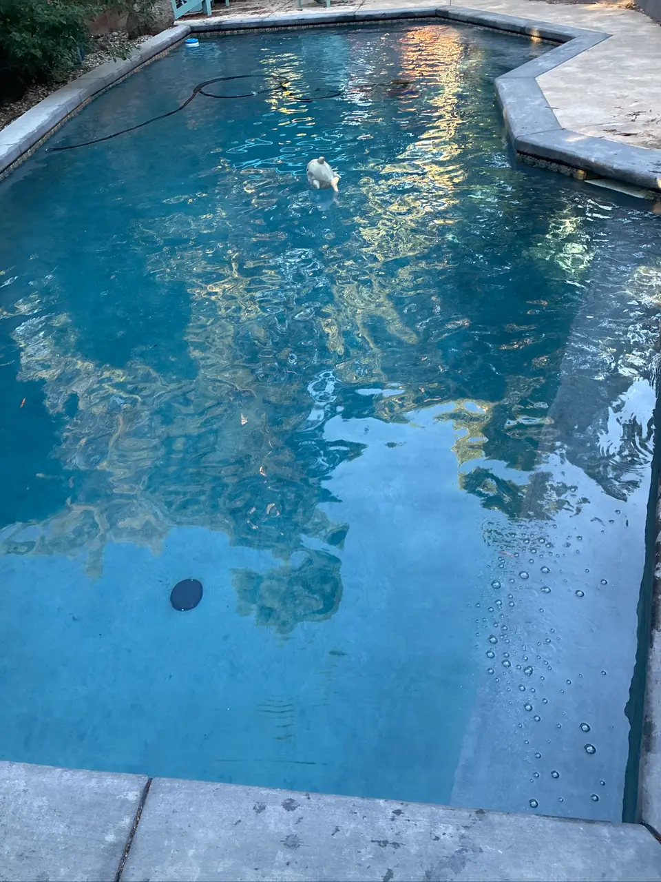 Clear blue water fills an angular pool bordered by gray coping, with a cleaner and hose visible, after pool service in Fair Oaks, CA
