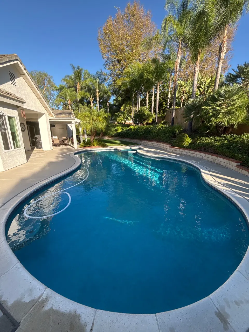 Sparkling blue water fills a freeform pool with an attached spa, blue tile, and surrounding palms, after pool service in Fallbrook, CA