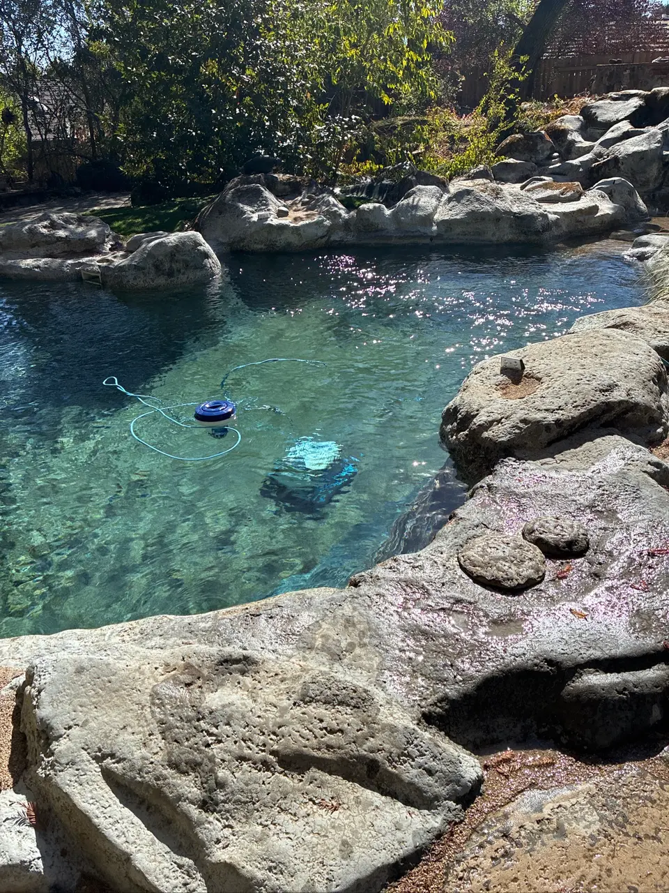 Clear turquoise pool water surrounded by naturalistic rock edging, a rock waterfall feature, and mature landscaping, after pool service in Folsom, CA