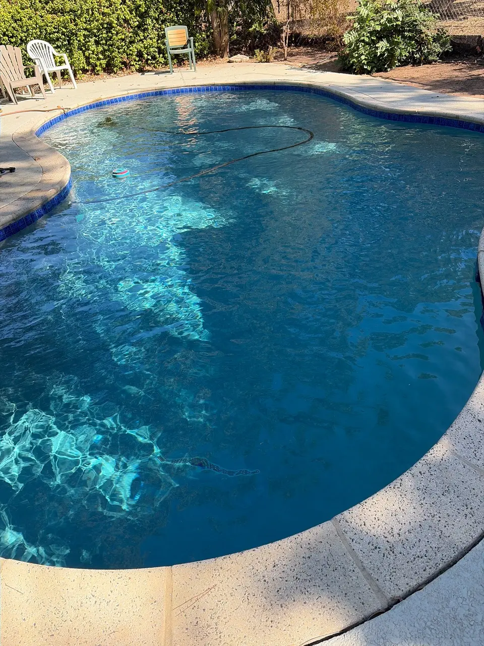 Clear blue water fills a freeform pool with blue waterline tile, light coping, and a visible cleaner hose, after pool service in Orangevale, CA