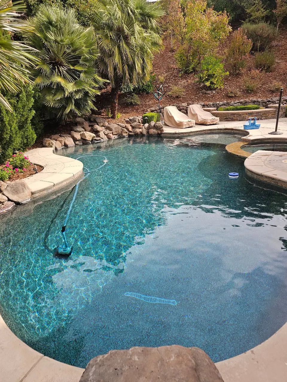 Sparkling blue water fills a freeform pool with an attached spa, rock edging, and lush palm landscaping, after pool service in Rocklin, CA