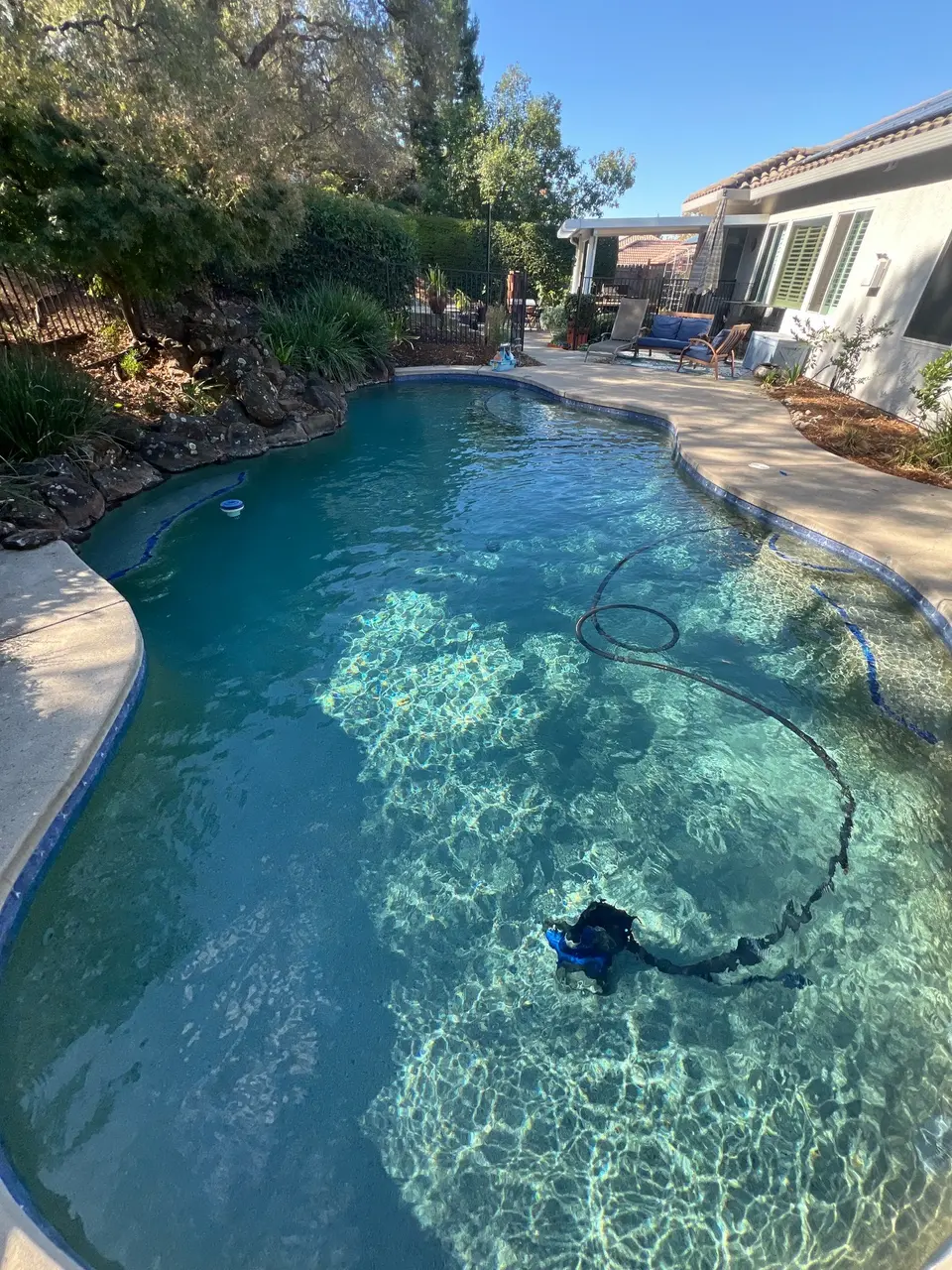 Freeform pool with sparkling turquoise water, blue waterline tile, rock edging, landscaping, and an underwater cleaner, after pool service in Rocklin, CA