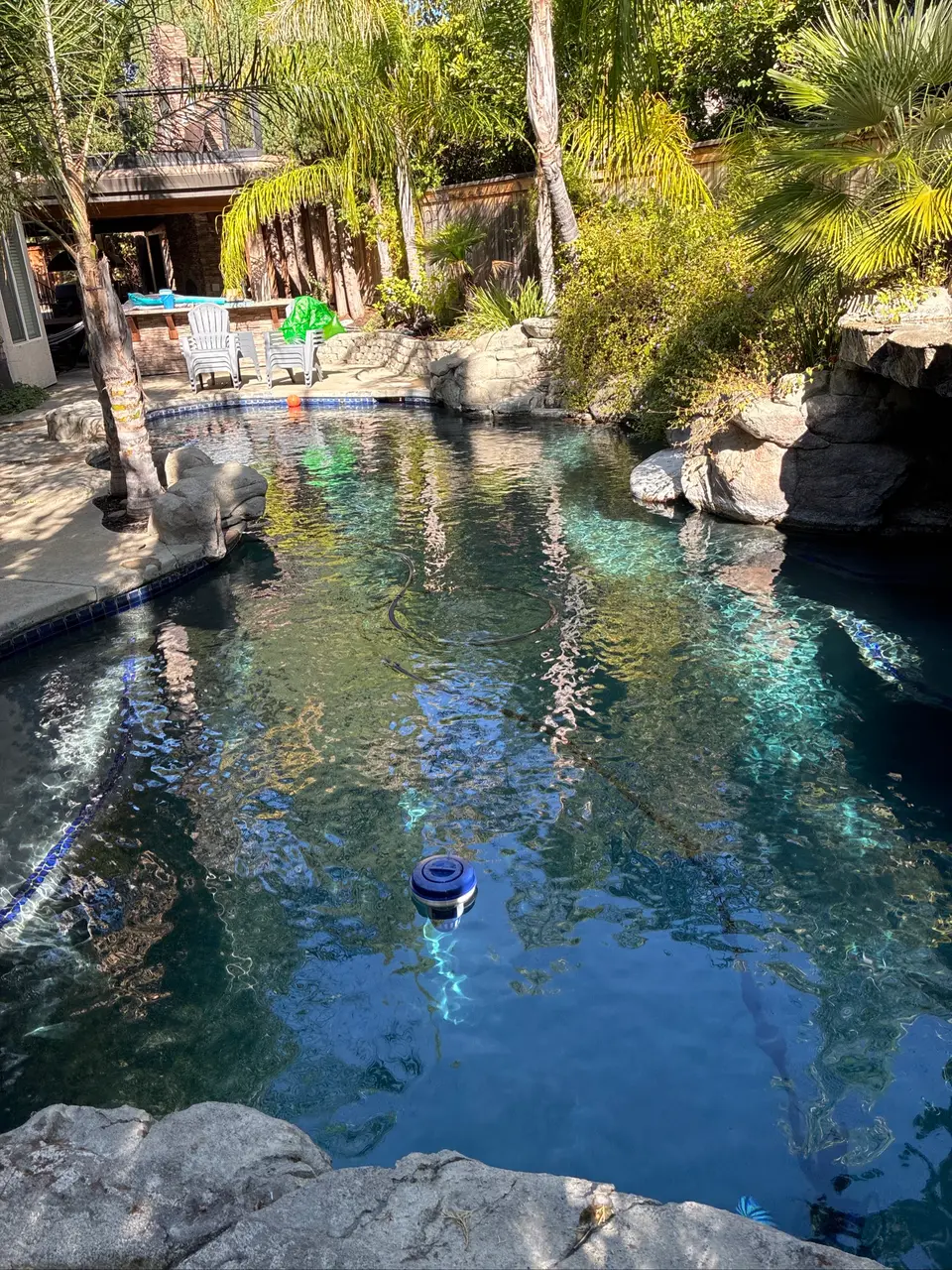 Clear water fills a freeform pool with rock edging, a grotto, blue tile, and surrounding palms, after pool service in Rocklin, CA