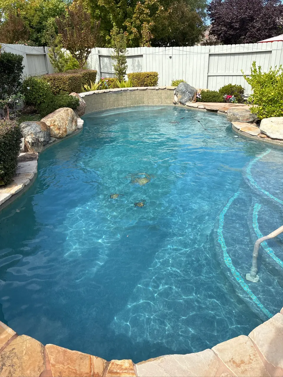 Sparkling blue water fills a freeform pool with curved steps, stone coping, rock accents, and surrounding landscaping, after pool service in Roseville, CA