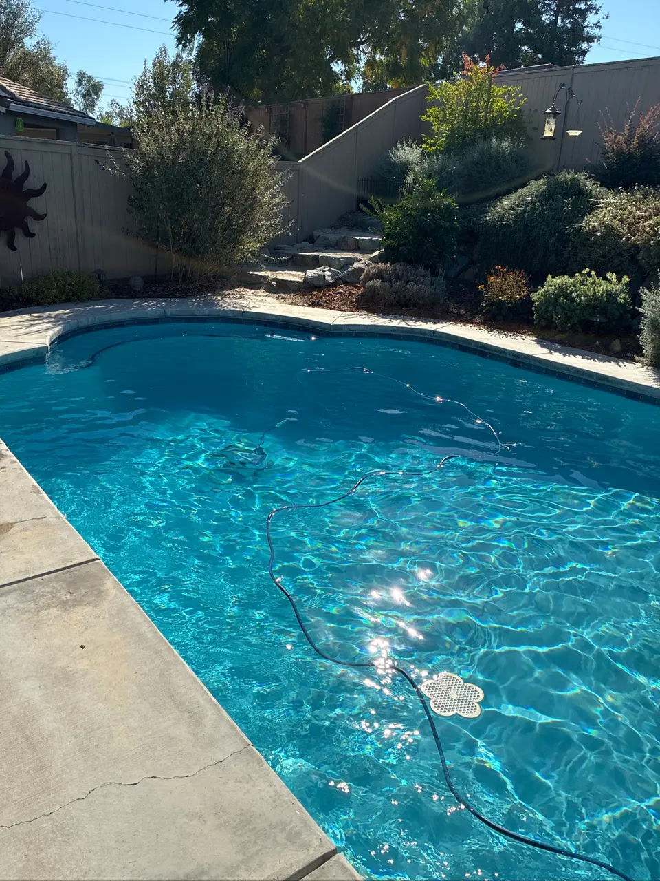 Sparkling blue water fills a curved pool bordered by stone coping and lush landscaping, with a cleaner cable visible, after pool service in Roseville, CA
