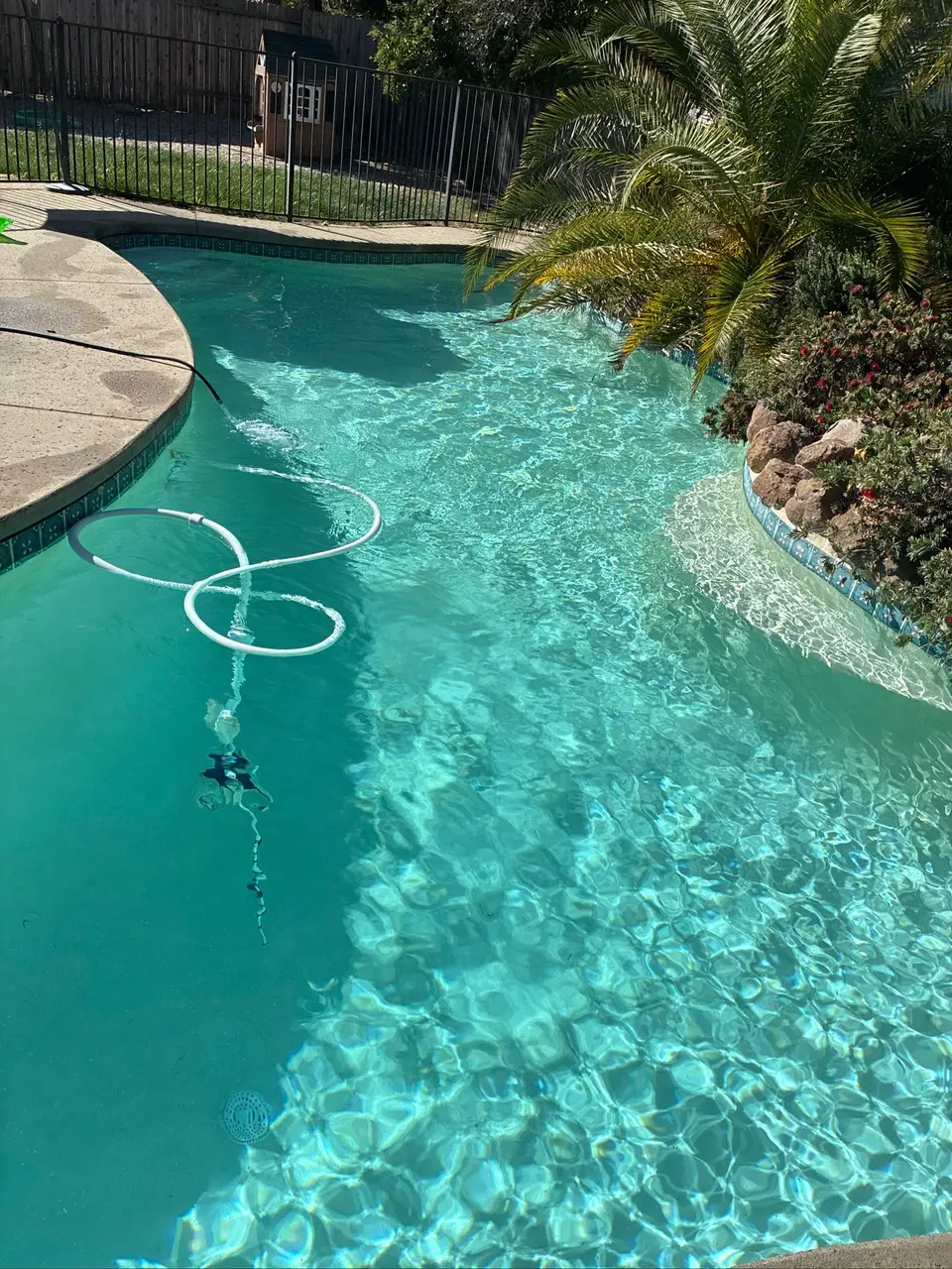 Sparkling turquoise water fills a curved pool bordered by decorative tile, palms, and rock landscaping, after pool service in Roseville, CA