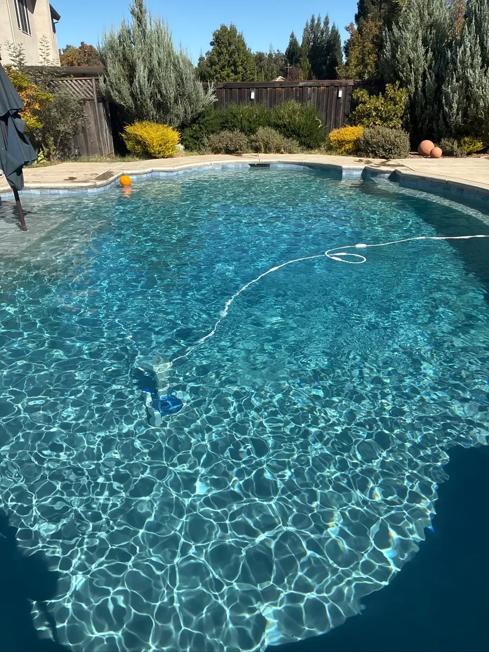 Sparkling blue water fills a freeform pool with submerged steps, waterline tile, an underwater cleaner, and surrounding landscaping, after pool service in Roseville, CA