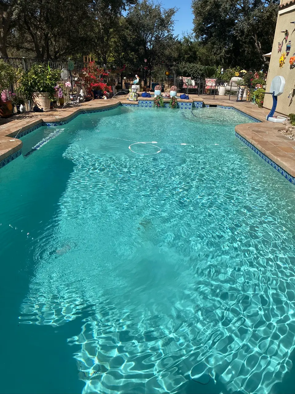 Sparkling turquoise water fills a freeform pool with blue tile, curved steps, and surrounding potted plants, after pool service in Roseville, CA