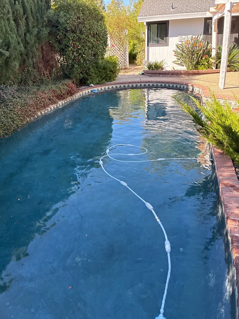 Clear blue water fills a curved pool with brick coping, decorative tile, surrounding greenery, and a cleaner hose, after pool service in Roseville, CA