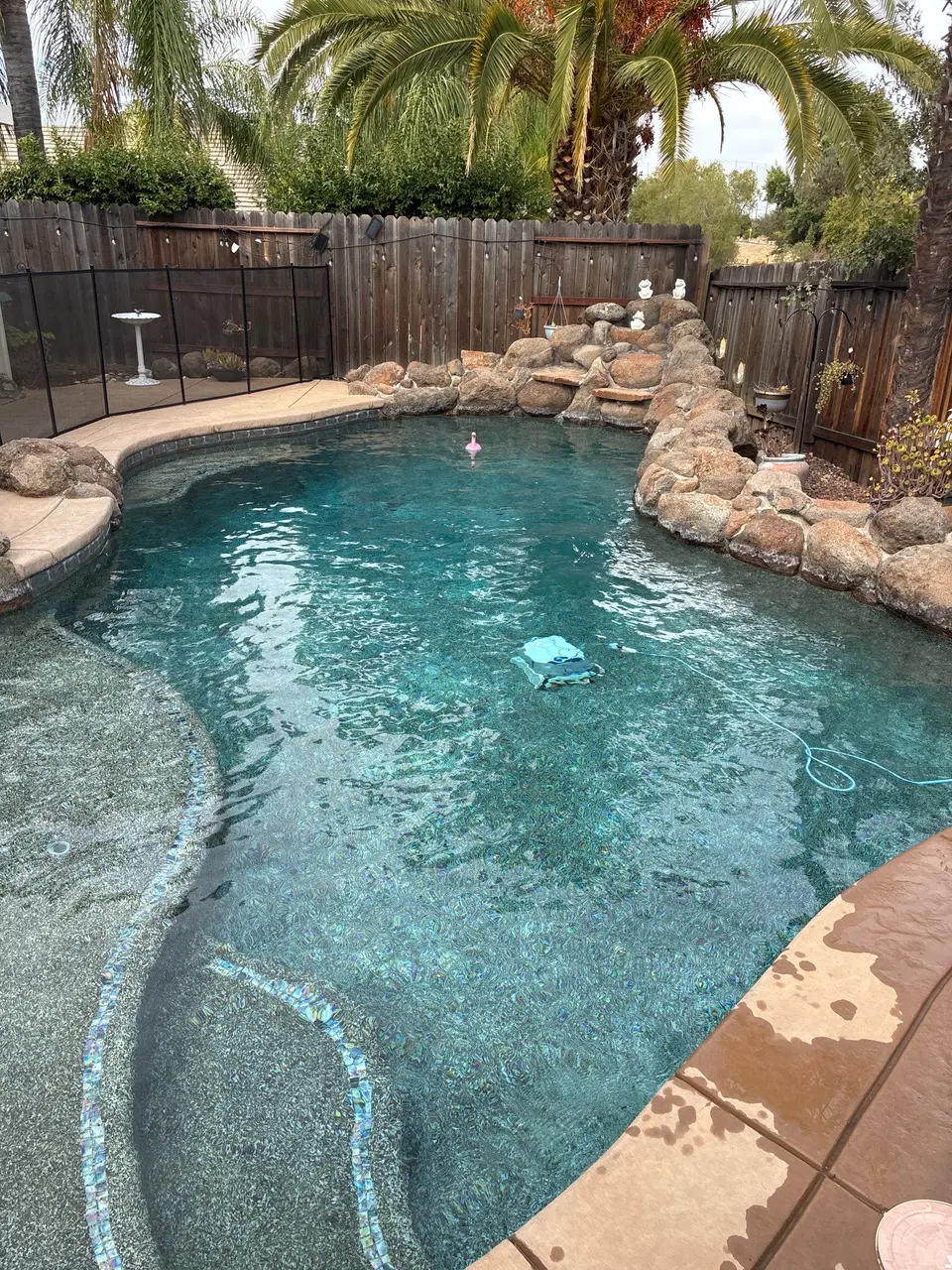 Clear turquoise pool with pebble finish, curved steps, rock waterfall, and surrounding palms, after pool service in Roseville, CA