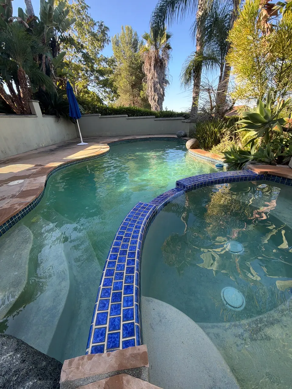 Clear turquoise water fills a curved pool and attached blue-tiled spa surrounded by palms and succulents, after pool service in Vista, CA
