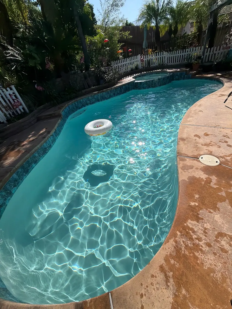 Sparkling turquoise water fills a curved pool with blue tile, a raised spa, and palm landscaping, after pool service in Vista, CA